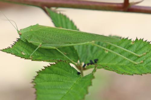 Phaneroptera nana